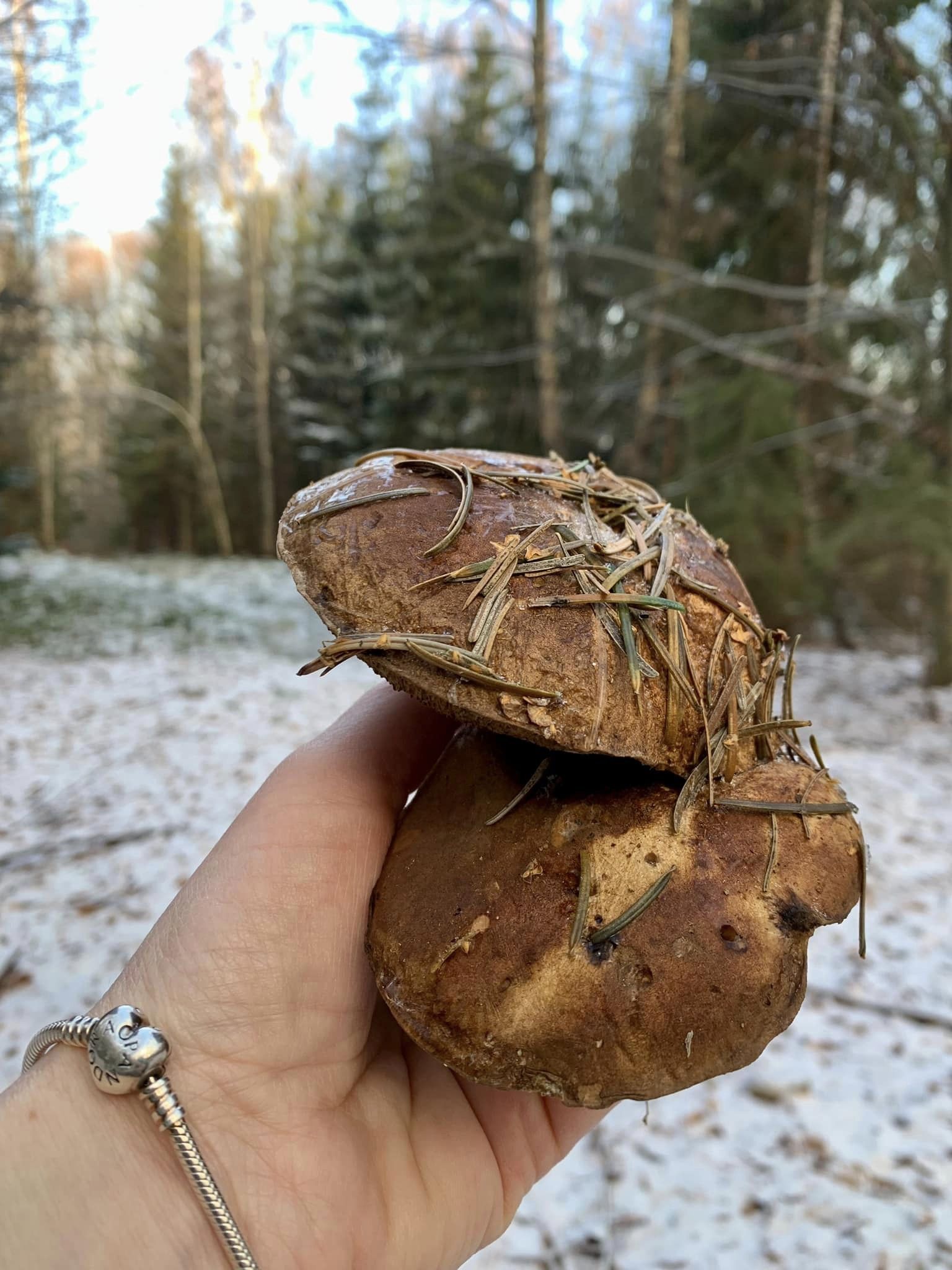 Гриби і сніг